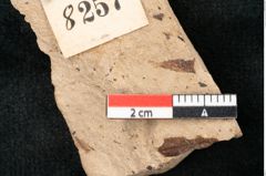 Foto (Detailansicht) von Sequoia couttsiae Heer (NHMW-GEO-2024-0188-8257)